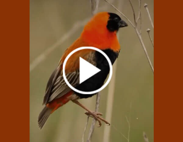 The Northern Red Bishop or Orange Bishop (Euplectes Franciscanus)