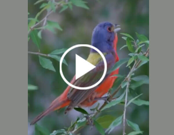 The Painted Bunting (Passerina Ciris)