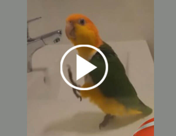 Funny Attractions Moment From Yellow-Thighed Caique