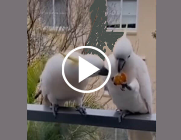 Two Sulphur-Crested Cockatoos Fighting Over a Cake