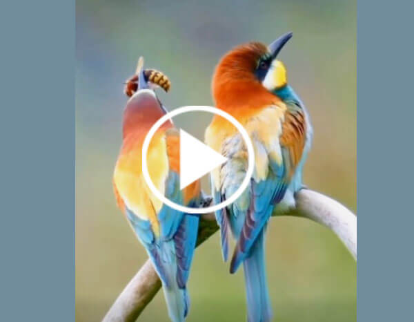 European Bee-eater (Merops Apiaster)