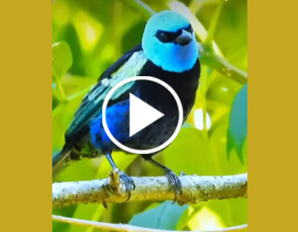 The Blue-necked Tanager (Stilpnia Cyanicollis)