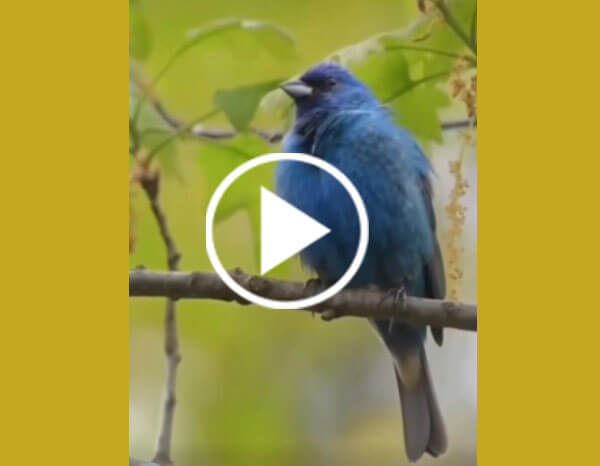 The Indigo Bunting (Passerina Cyanea)