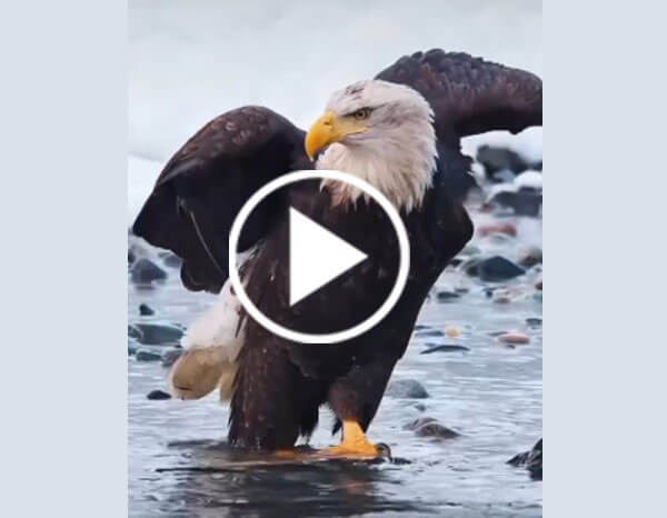 The Bald Eagle (Haliaeetus Leucocephalus)