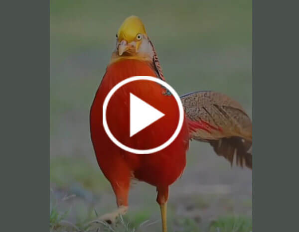 Golden Pheasant the Chinese Pheasant or Rainbow Pheasant