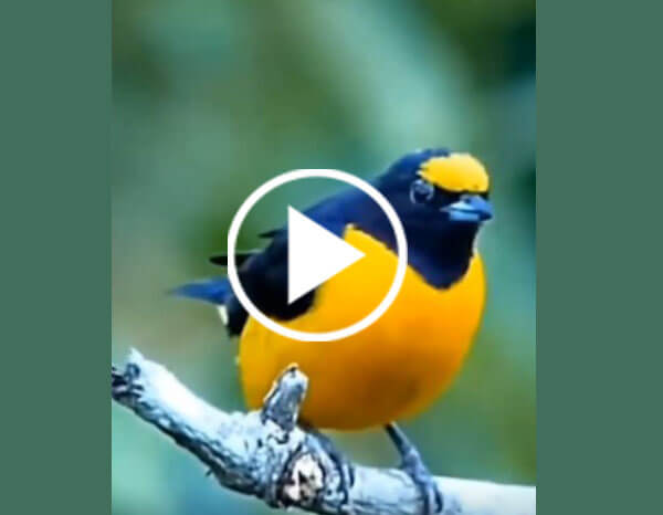 The Violaceous Euphonia (Euphonia Violacea)