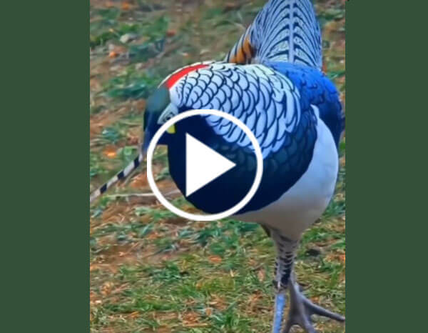 Lady Amherst’s Pheasant (Chrysolophus Amherstiae)