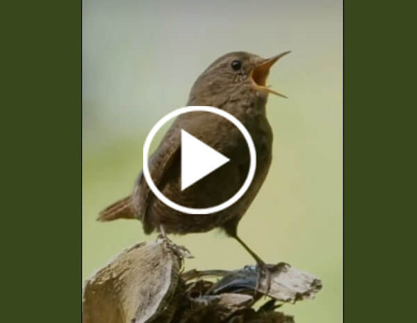 Wrens, The Small Birds with Big Voices